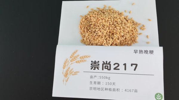 盈通配资 上海崇明砸下百万买一粒米，大气魄中藏着农业未来